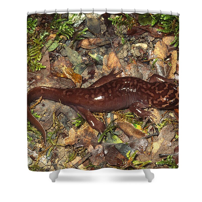 Amphibia Shower Curtain featuring the photograph Pacific Giant Salamander by Karl H. Switak