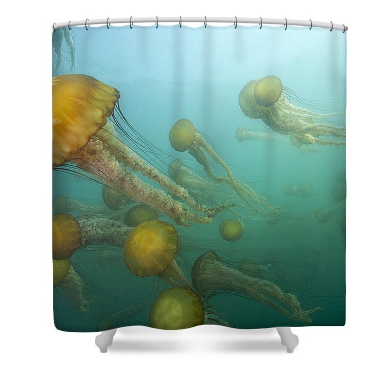 Feb0514 Shower Curtain featuring the photograph Pacific Sea Nettles Monterey Bay #1 by Richard Herrmann