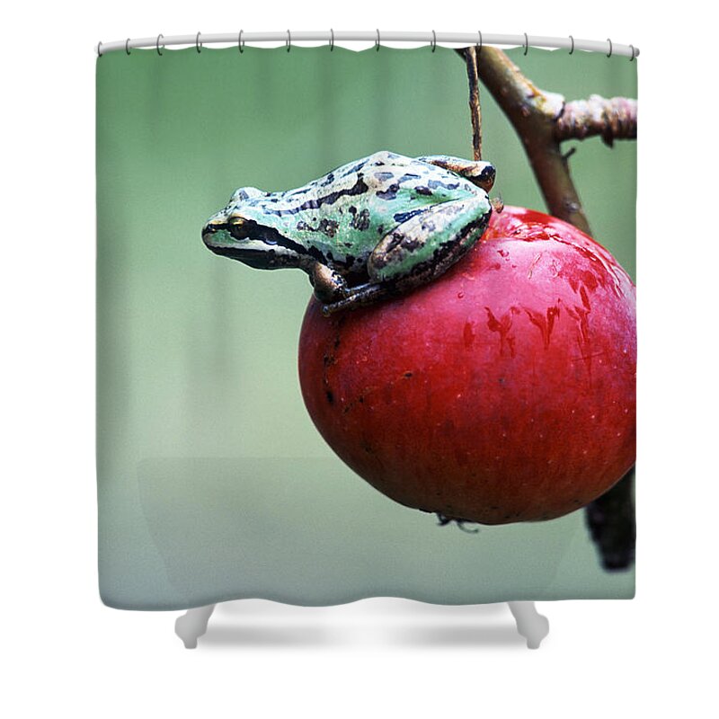 Bright Shower Curtain featuring the photograph Pacific Tree Frog On A Crab Apple #1 by David Nunuk