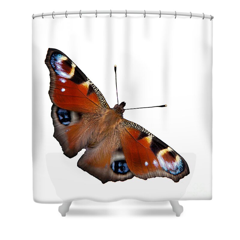 Peacock Butterfly Shower Curtain featuring the photograph Peacock butterfly #2 by Torbjorn Swenelius