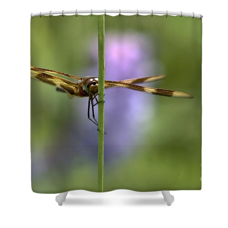 Tiger Striped Dragonfly Shower Curtain featuring the photograph Peeking by Cheryl Baxter