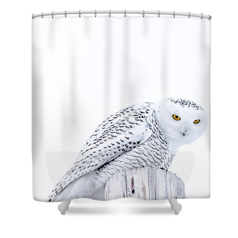 Snowy Shower Curtain featuring the photograph Piercing Eyes by Cheryl Baxter