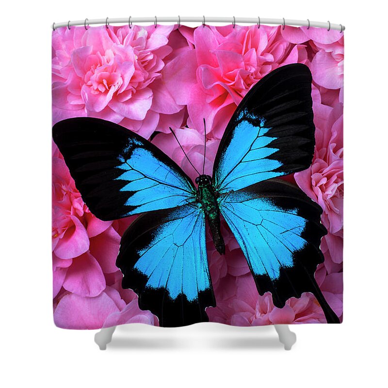 Black Color Shower Curtain featuring the photograph Pink Camilla And Blue Butterfly #1 by Garry Gay