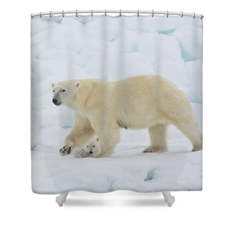 Bear Cub Shower Curtain featuring the photograph Polar Bear Sow With Young Cub High #1 by Darrell Gulin