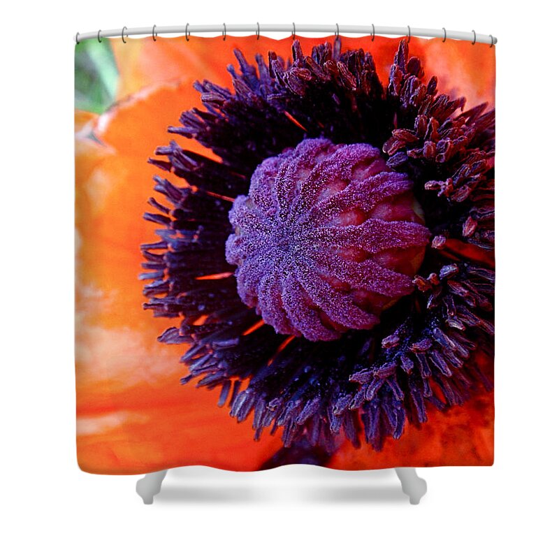 Poppy Shower Curtain featuring the photograph Poppy by Rona Black