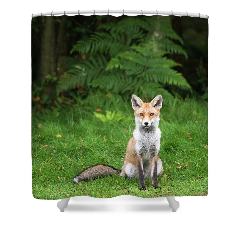 Conspiracy Shower Curtain featuring the photograph Red Fox At Edge Of Forest #1 by James Warwick