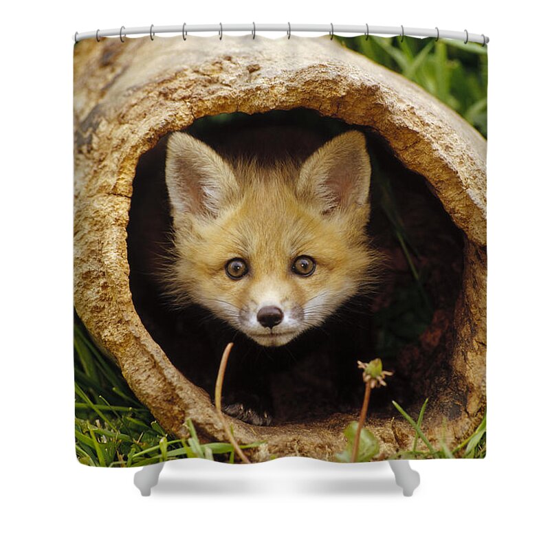 00204261 Shower Curtain featuring the photograph Red Fox Kit In Log Aspen Valley #1 by Gerry Ellis