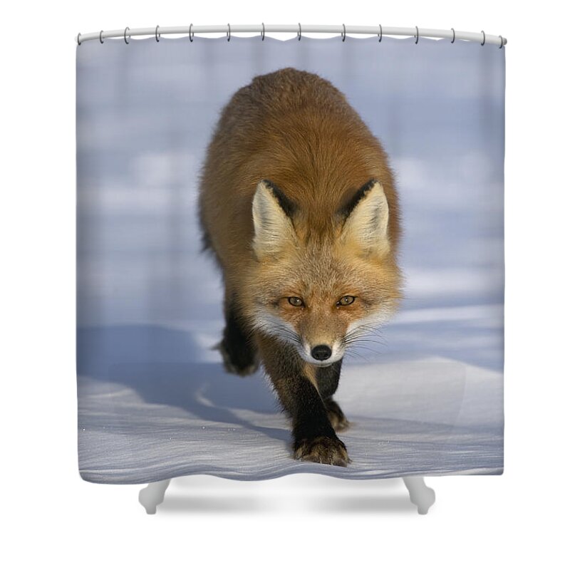 Feb0514 Shower Curtain featuring the photograph Red Fox Walking In Snow Alaska #1 by Michael Quinton