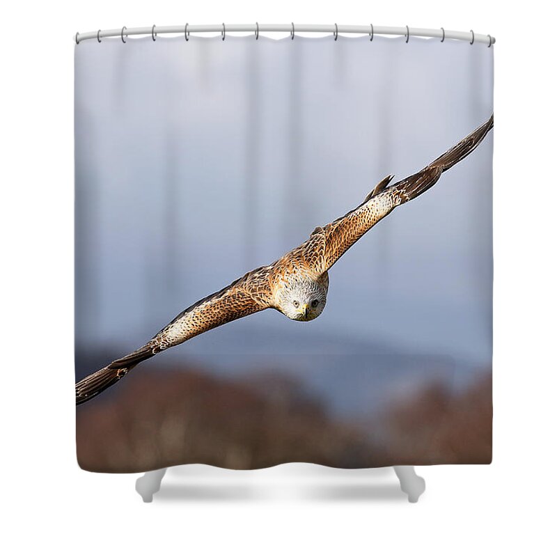  Flying Bird Shower Curtain featuring the photograph Red Kite Soaring #1 by Grant Glendinning