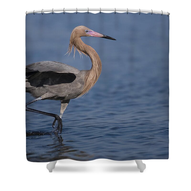 Feb0514 Shower Curtain featuring the photograph Reddish Egret Wading Texas #1 by Tom Vezo