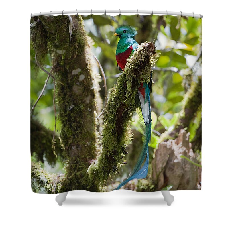 Feb0514 Shower Curtain featuring the photograph Resplendent Quetzal Male Costa Rica by Konrad Wothe