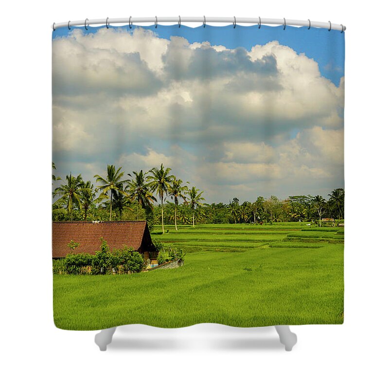 Scenics Shower Curtain featuring the photograph Rice Field, Bali, Indonesia #1 by Bob Pool