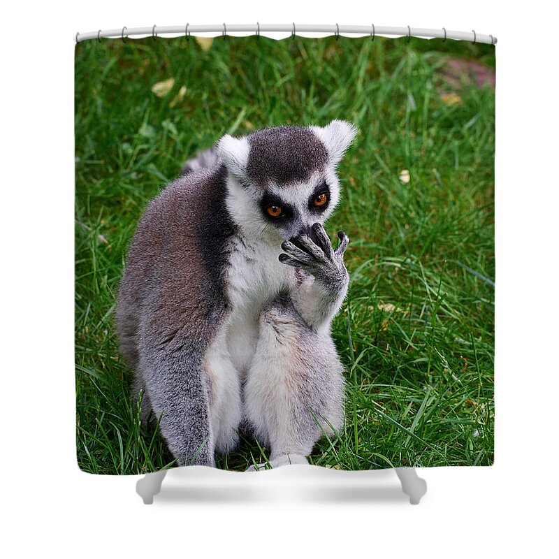 Alankomaat Shower Curtain featuring the photograph Ring-tailed lemur #1 by Jouko Lehto