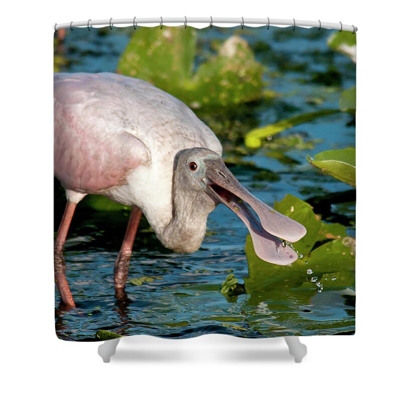 Animal Themes Shower Curtain featuring the photograph Roseate Spoonbill #1 by Mark Newman