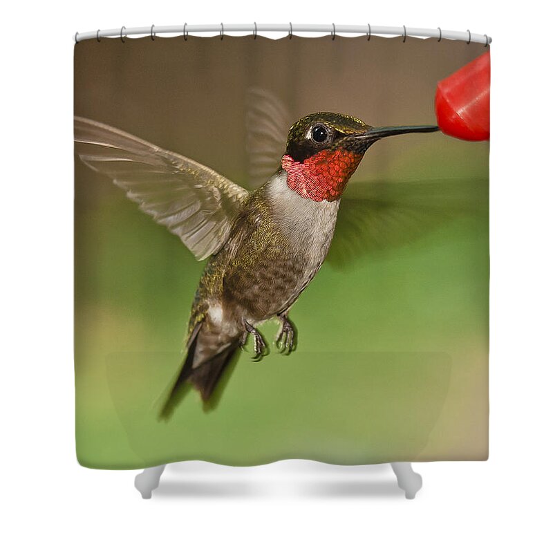 Ruby Throat Hummingbird Shower Curtain featuring the photograph Ruby-Throat Hummingbird #1 by Robert L Jackson