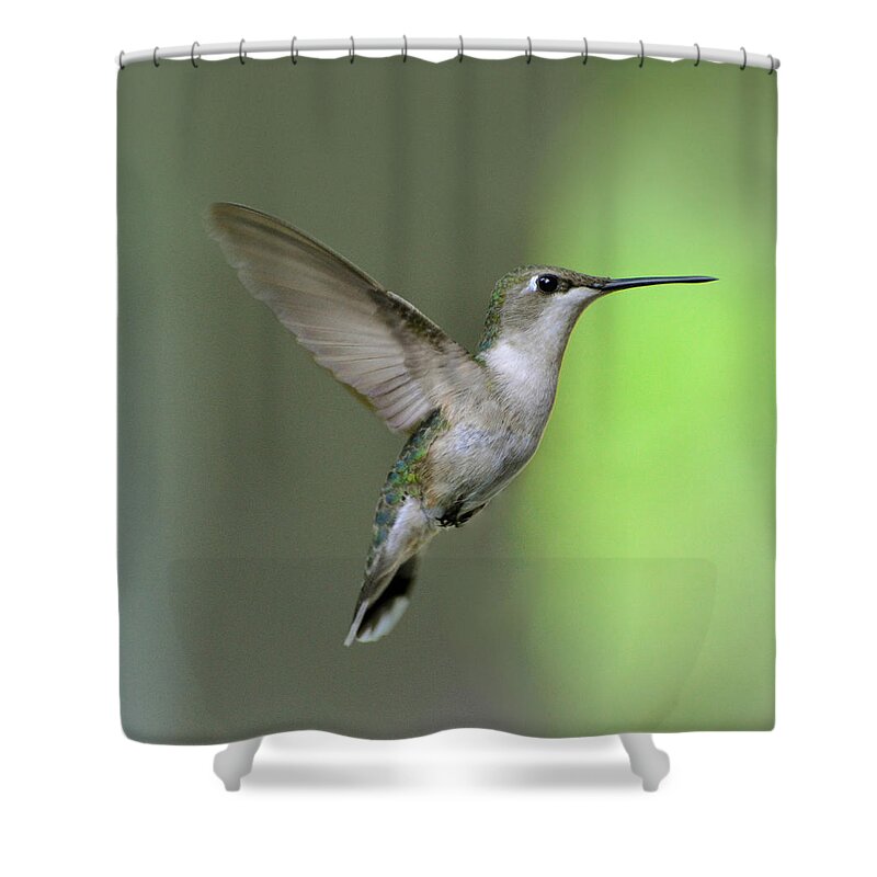 Ruby-throated Hummingbird Shower Curtain featuring the photograph Ruby Throated Hummingbird #1 by Amy Porter