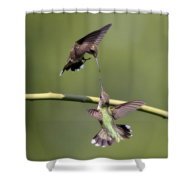 Hummingbird Shower Curtain featuring the photograph Ruby-throated Hummingbird #1 by Travis Truelove