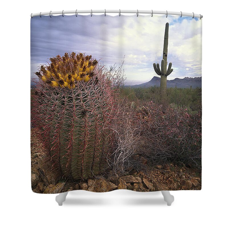 Feb0514 Shower Curtain featuring the photograph Saguaro And Giant Barrel Cactus #1 by Tim Fitzharris