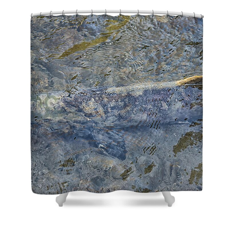 Animals Shower Curtain featuring the digital art Salmon Spawning #1 by Carol Ailles