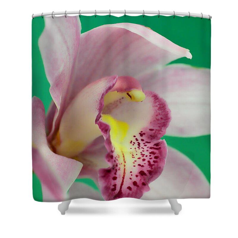 Orchid Shower Curtain featuring the photograph Say AHHH #1 by Donna Blackhall
