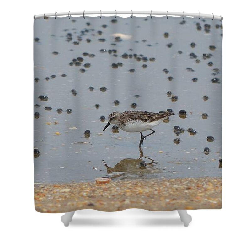Birds Shower Curtain featuring the photograph Semipalmated Sandpiper #1 by James Petersen