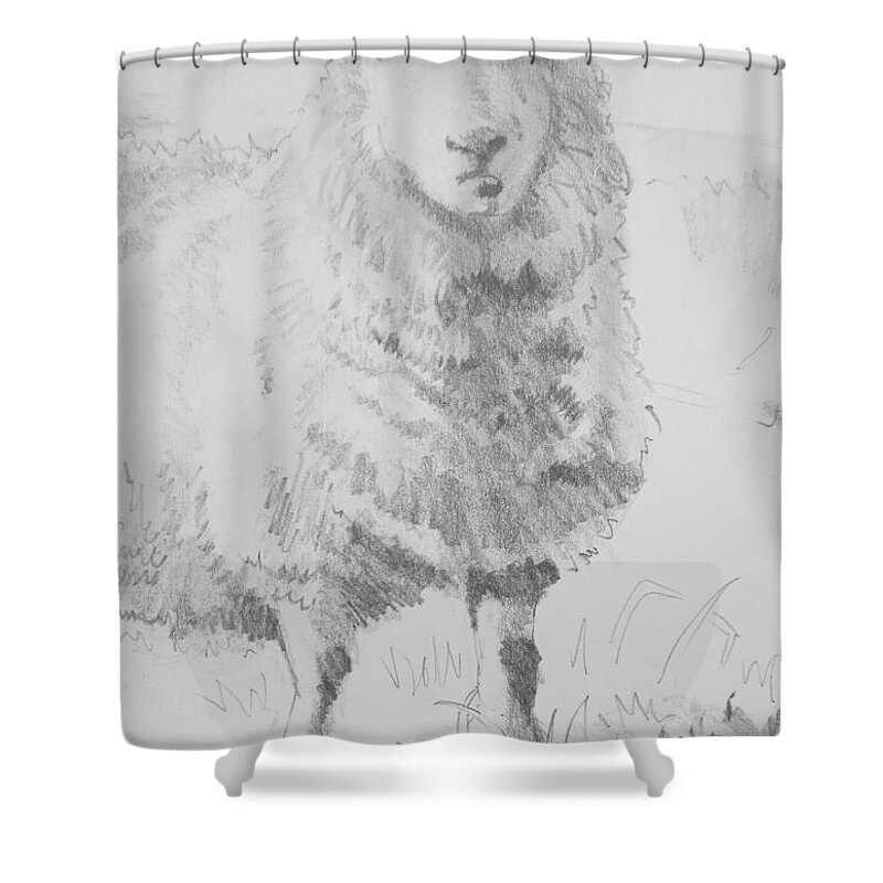Sheep Shower Curtain featuring the drawing Sheep Pencil Drawing #1 by Mike Jory