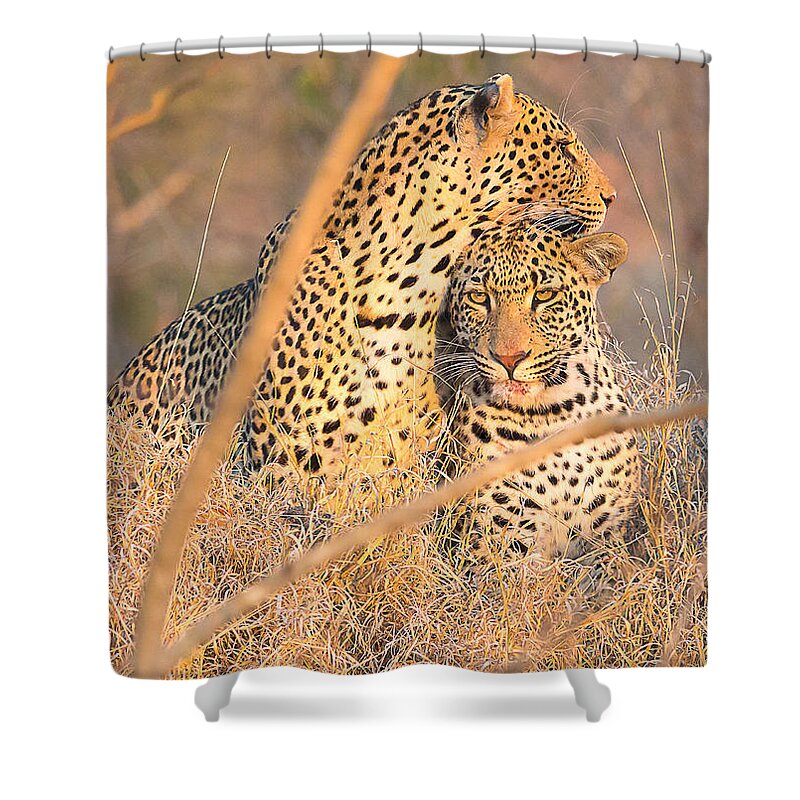 Leopard Shower Curtain featuring the photograph Sibling Male Leopard Cubs #1 by Fred J Lord