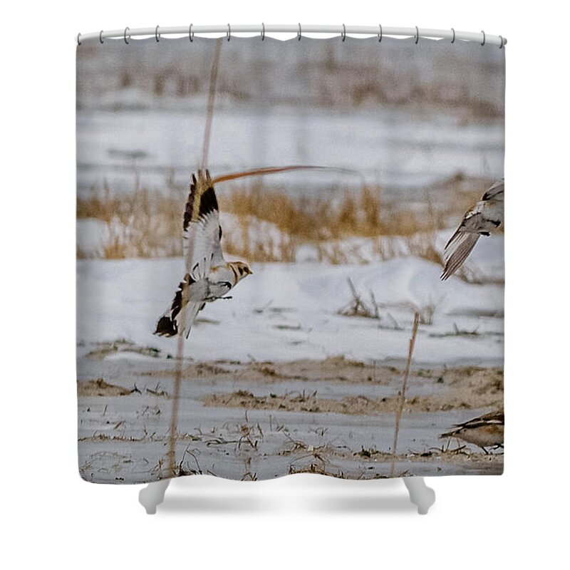 Calcariidae Shower Curtain featuring the photograph Snow bunting in flight #1 by SAURAVphoto Online Store