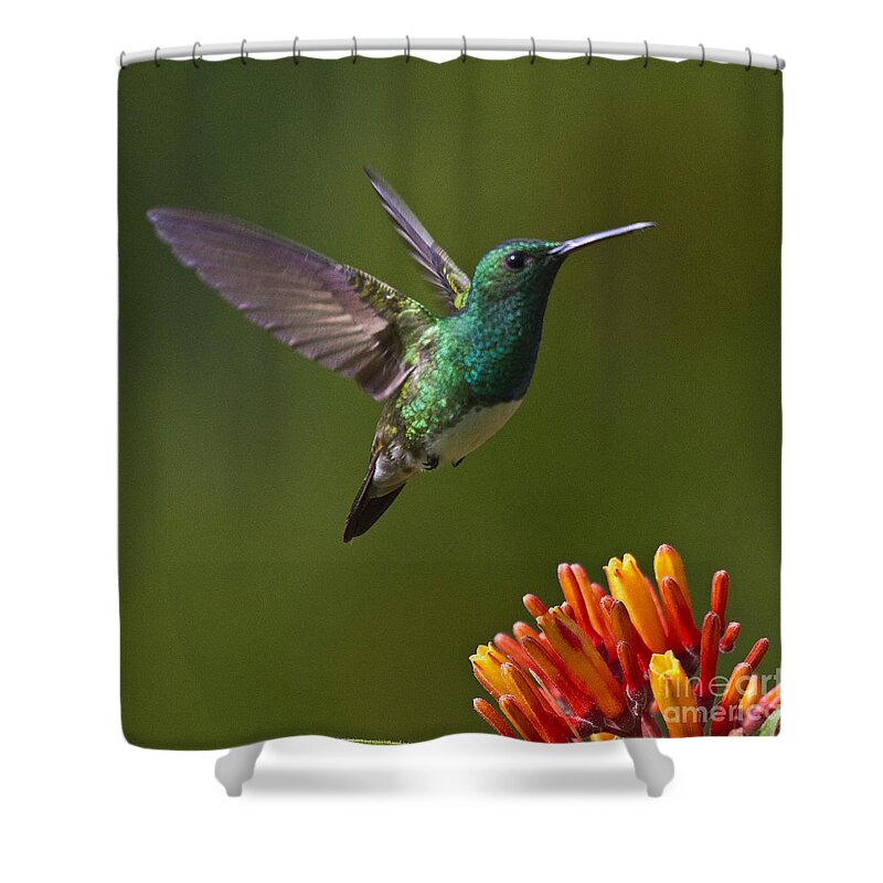 Bird Shower Curtain featuring the photograph Snowy-bellied Hummingbird by Heiko Koehrer-Wagner