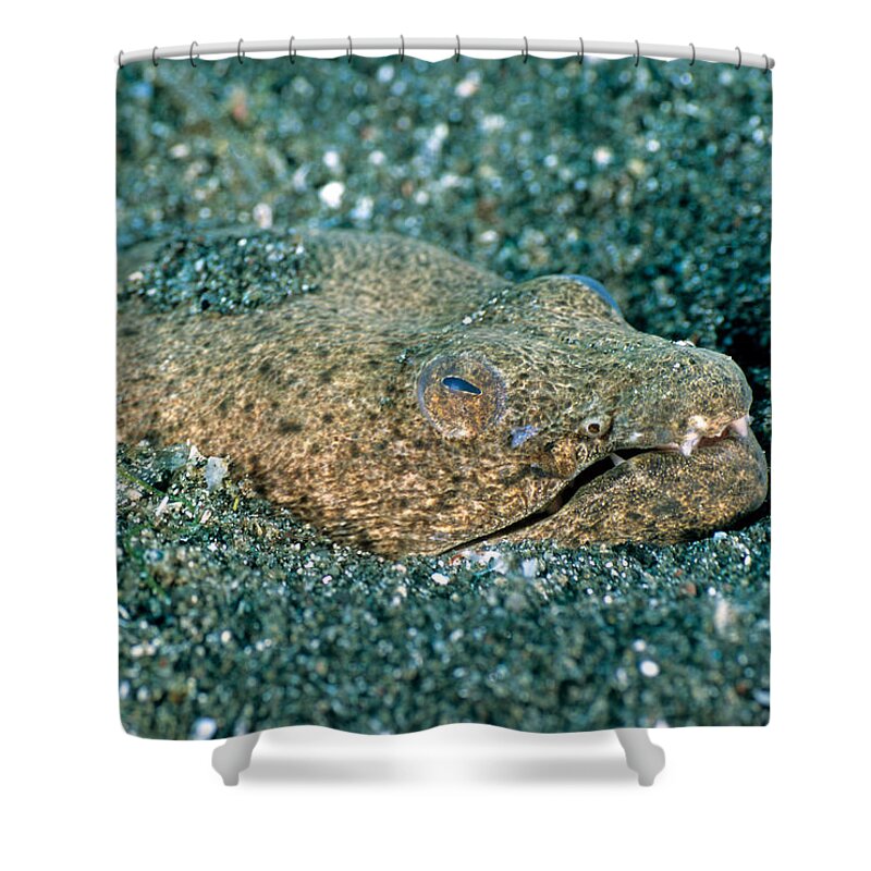 Spotted Spoon-nose Eel Shower Curtain featuring the photograph Spotted Spoon-nose Eel #1 by Andrew J. Martinez