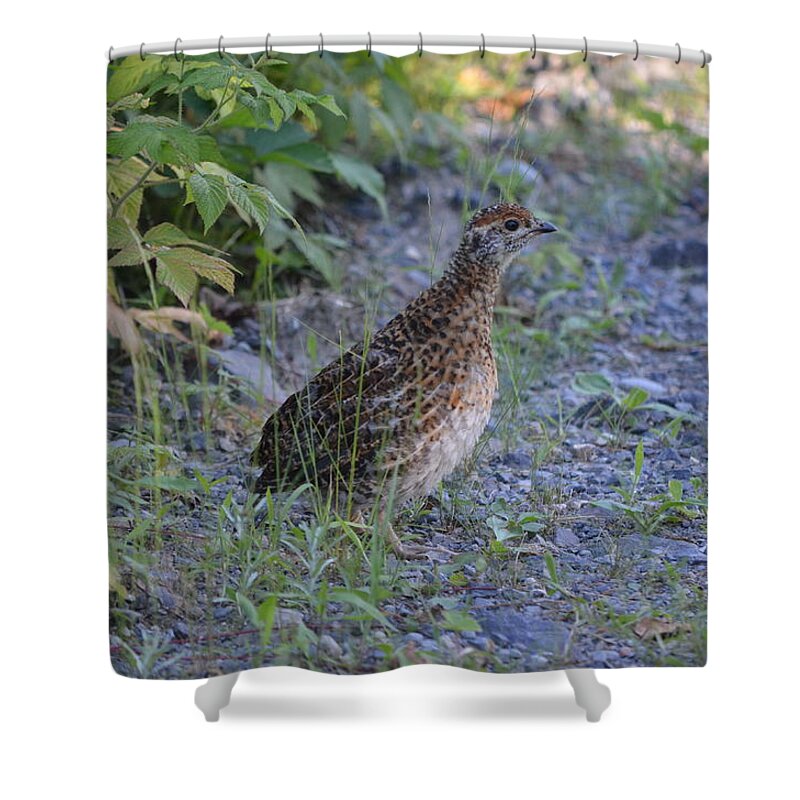 Nature Shower Curtain featuring the photograph Spruce Grouse #2 by James Petersen