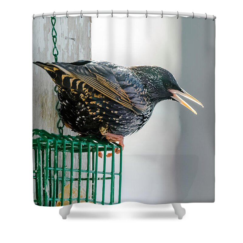 Starling Shower Curtain featuring the photograph Starling #1 by Holden The Moment