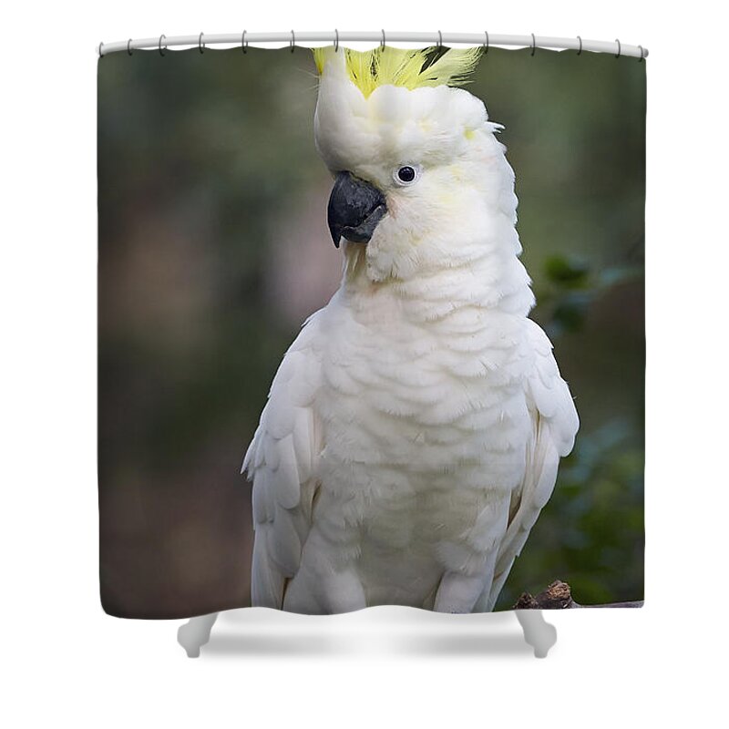 Martin Willis Shower Curtain featuring the photograph Sulphur-crested Cockatoo Displaying #1 by Martin Willis