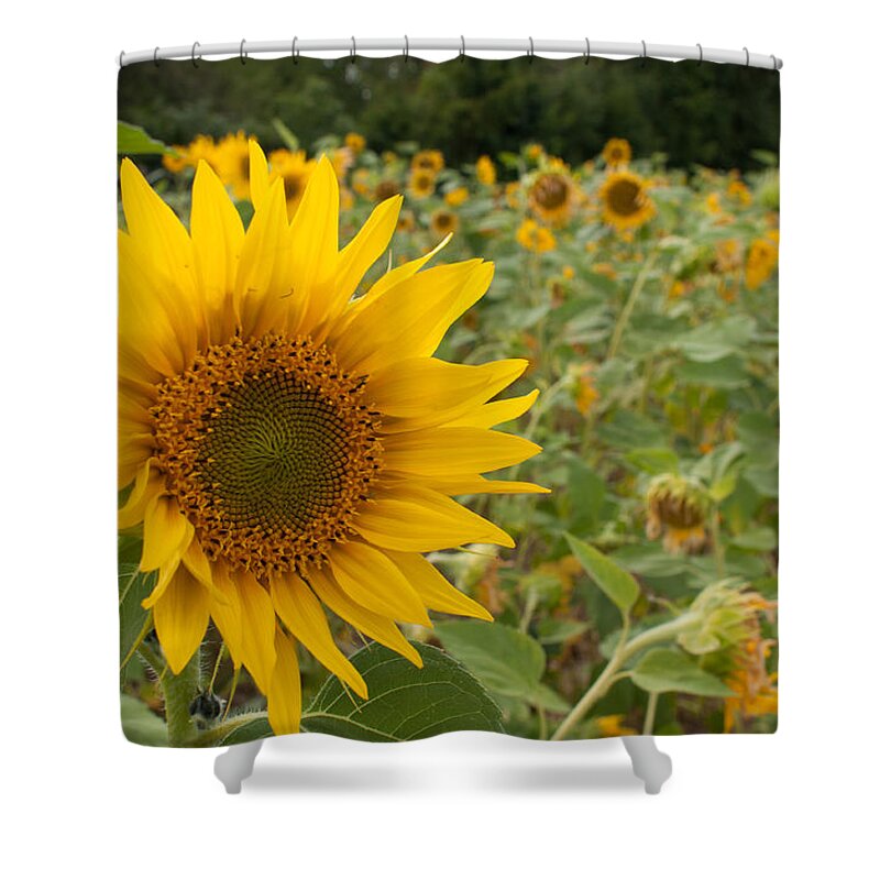 Miguel Shower Curtain featuring the photograph Sun Flower Fields #2 by Miguel Winterpacht