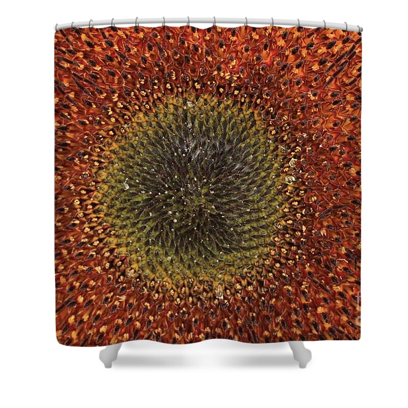 Background Shower Curtain featuring the photograph Sunflower Seeds by Amanda Mohler