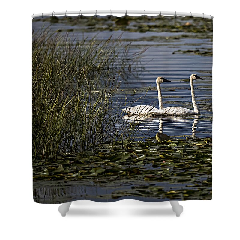 Swan Shower Curtain featuring the photograph Swans #1 by Paul Freidlund