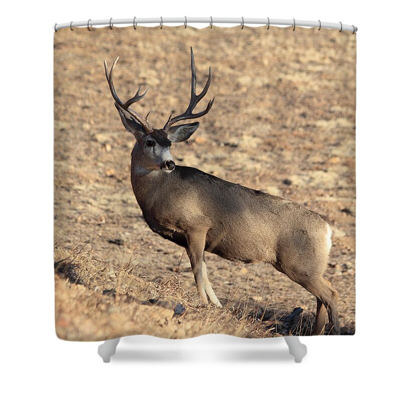 Mule Deer Shower Curtain featuring the photograph The Climb #1 by Shane Bechler