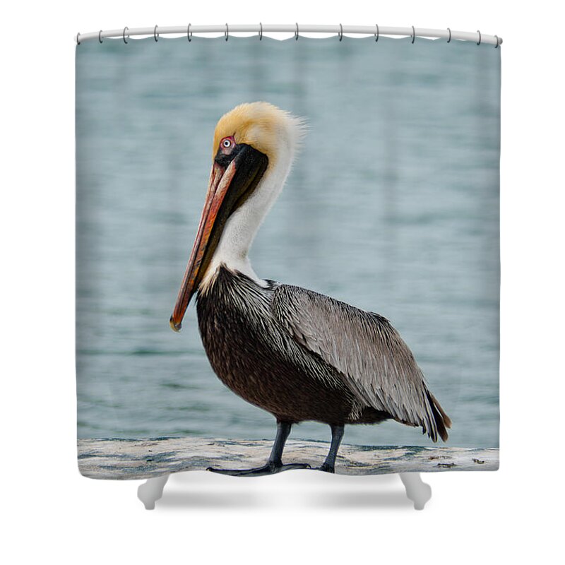 Usa Shower Curtain featuring the photograph The Pelican #2 by Hannes Cmarits