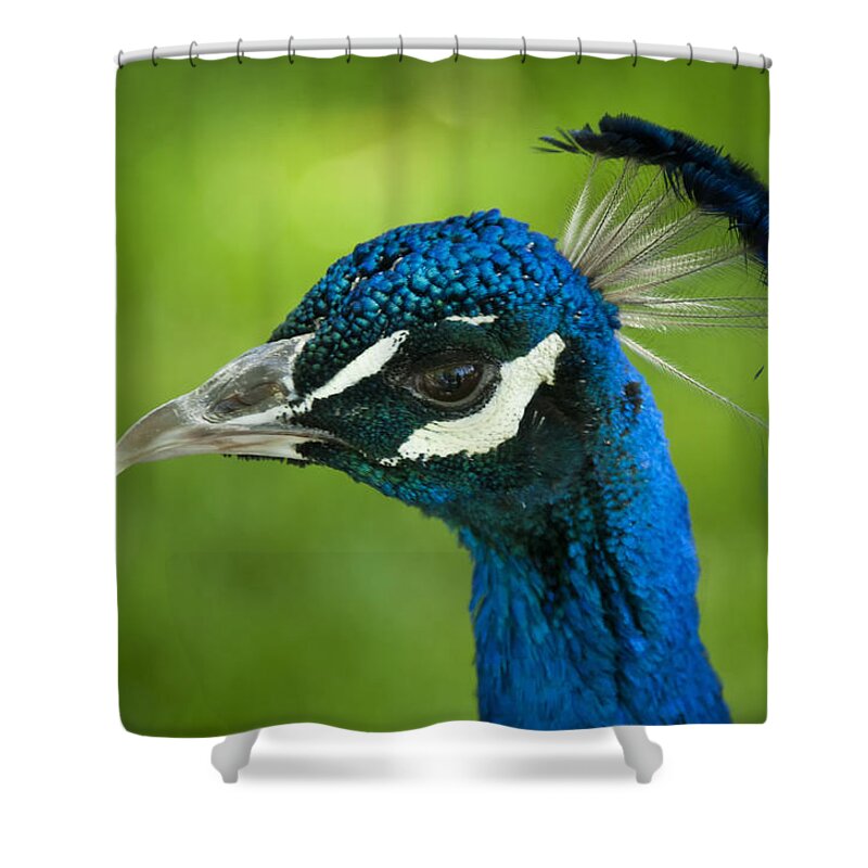 Peacock Shower Curtain featuring the photograph The Regal Peacock #1 by Saija Lehtonen