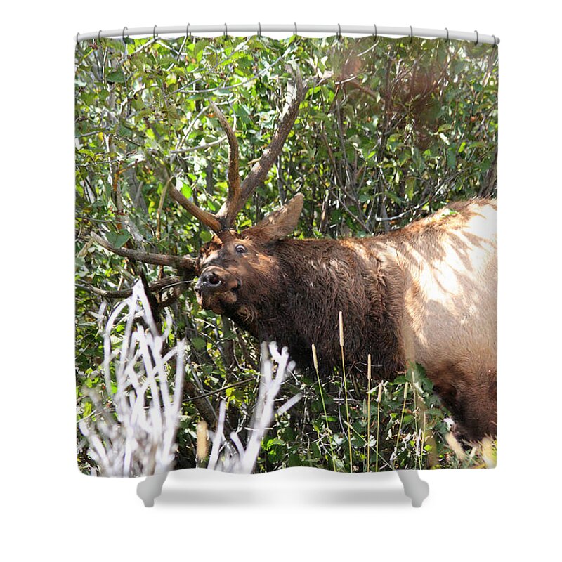 Elk Shower Curtain featuring the photograph The Rut by Shane Bechler