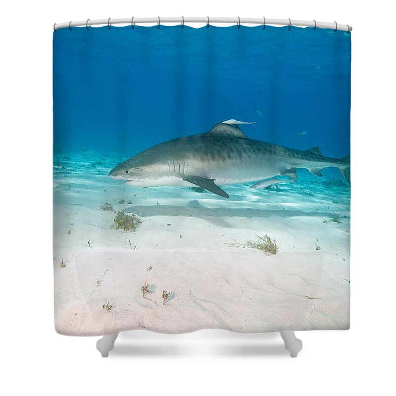 Tiger Shark Shower Curtain featuring the photograph Tiger Shark #1 by Andrew J. Martinez