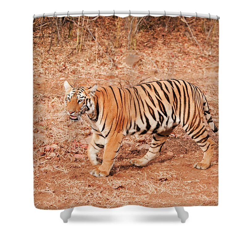 Alertness Shower Curtain featuring the photograph Tigress #1 by Ajay K Shah