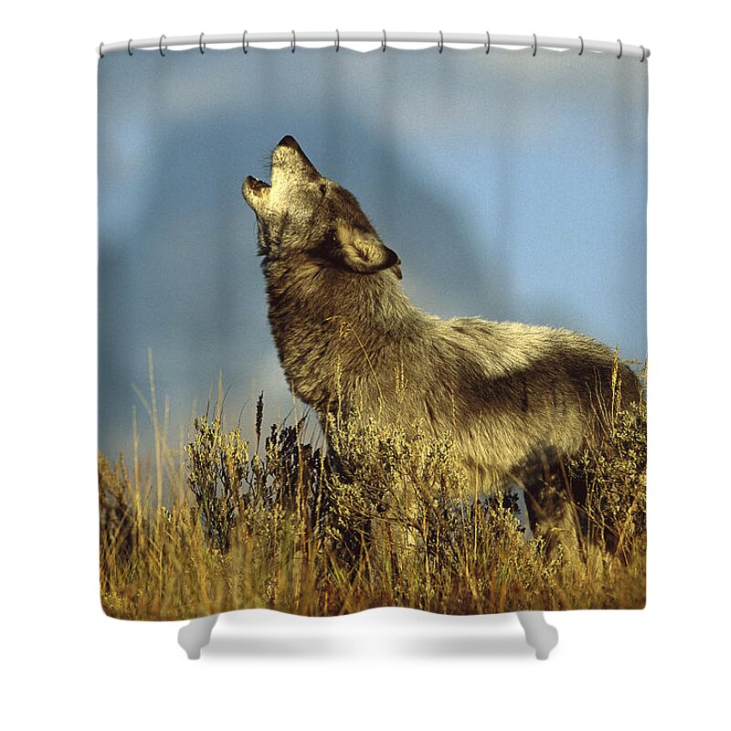 Feb0514 Shower Curtain featuring the photograph Timber Wolf Howling Idaho #1 by Tom Vezo