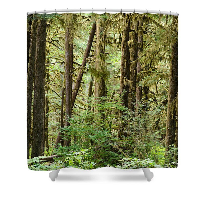Photography Shower Curtain featuring the photograph Trees In A Forest, Quinault Rainforest #1 by Panoramic Images