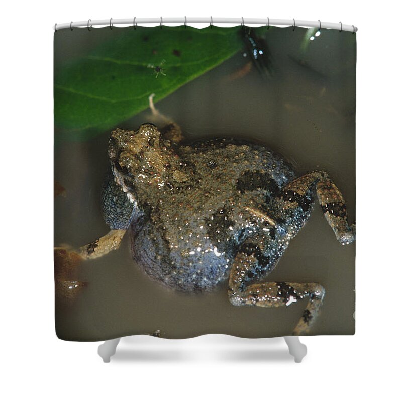 Animal Shower Curtain featuring the photograph Tungara Frog Vocalizing #1 by Gregory G. Dimijian, M.D.