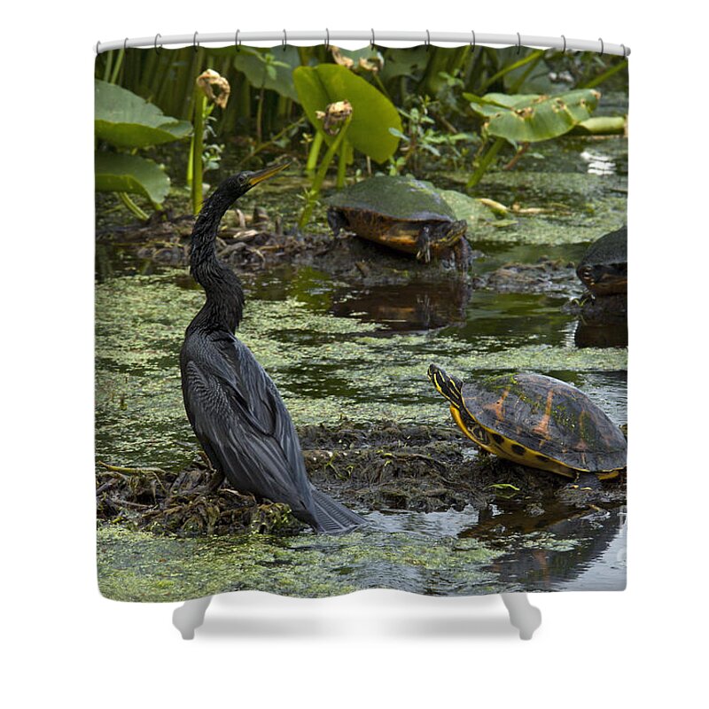 Nature Shower Curtain featuring the photograph Turtles And Anhinga #1 by Mark Newman