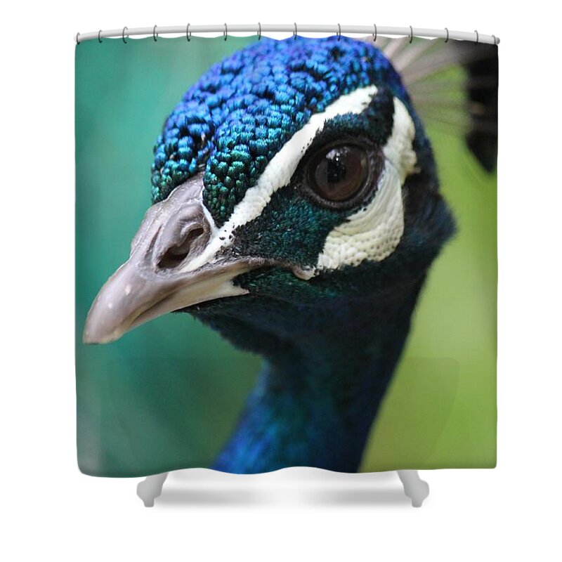 Peacock Shower Curtain featuring the photograph Up Close And Personal by Amy Gallagher