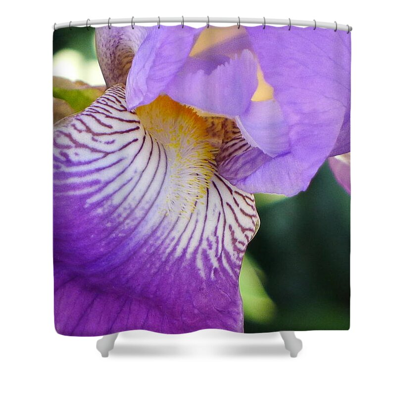 Violet Shower Curtain featuring the photograph Violet by Nora Boghossian