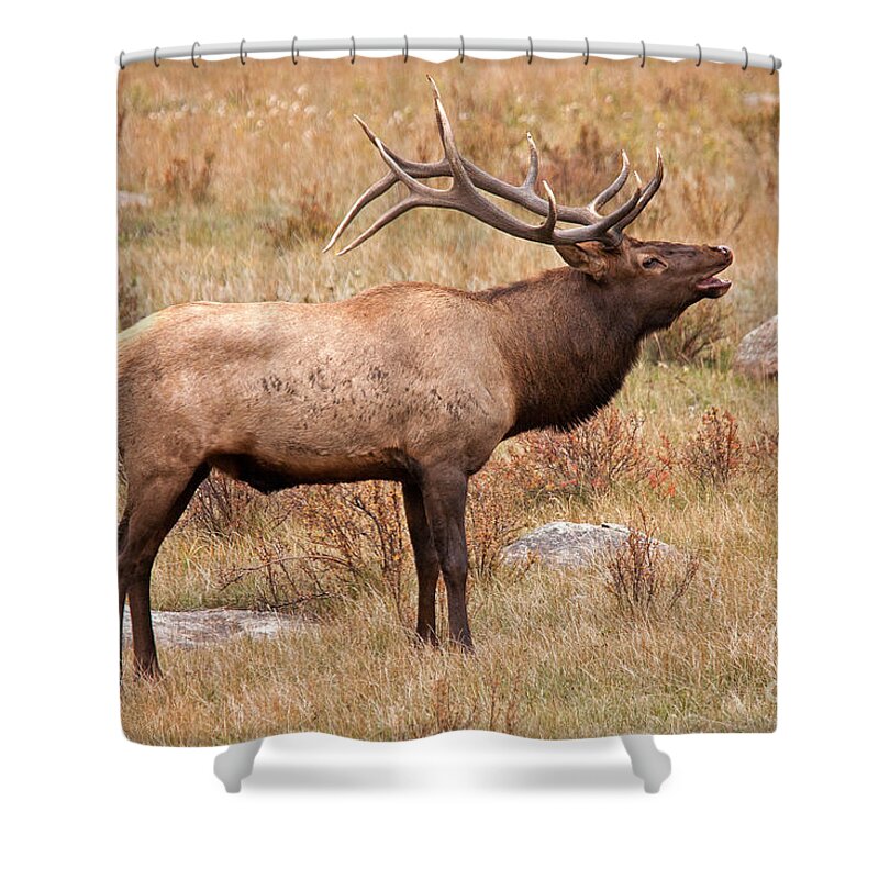 Autumn Shower Curtain featuring the photograph Wapiti Elk in Rocky Mountain National Park #1 by Fred Stearns