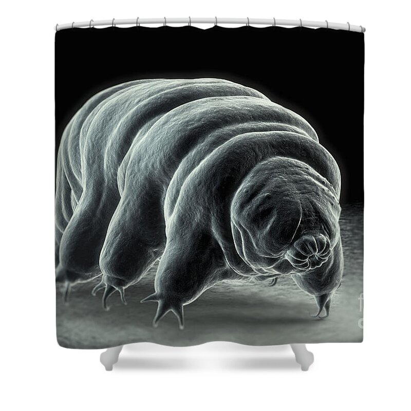 Extremophile Shower Curtain featuring the photograph Water Bear Tardigrades #1 by Science Picture Co
